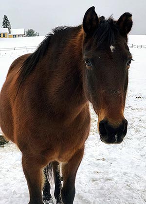 Destiny Horse