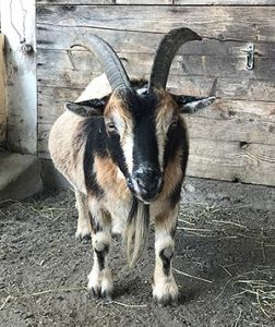 Luke the Goat