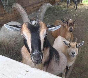 Meet the Goats
