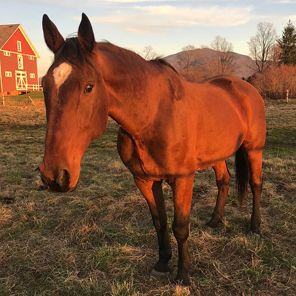 2021-Joni-Horse