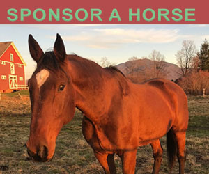 Sponsor a Horse