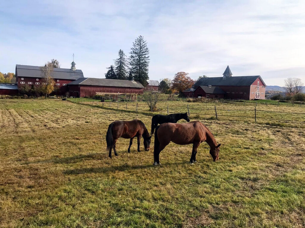 Rescued Horses in a field at Mountain View Farm Animal Sanctuary