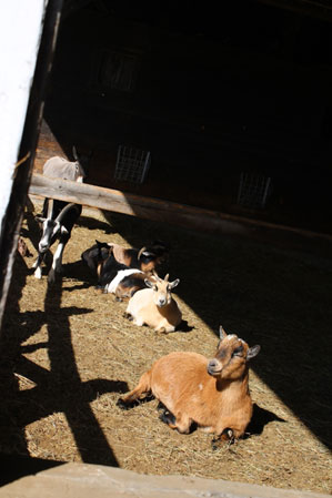 Rescue Goats at Mountain View Farm Animal Sanctuary